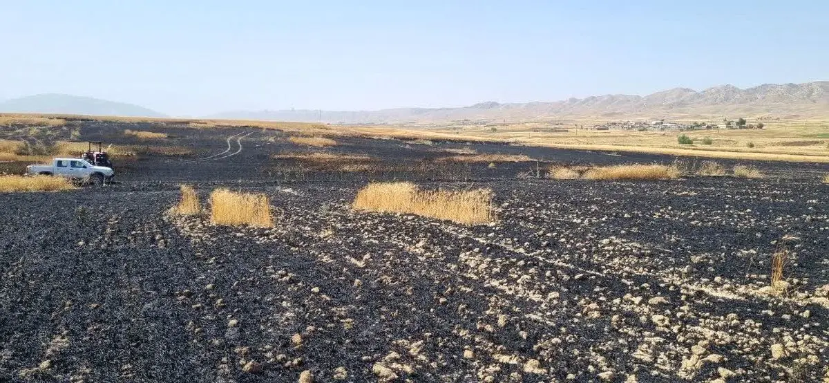 سوختن ۶۰ هکتار از مزارع گندم و جو درشهرستان گیلانغرب