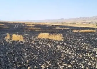 سوختن ۶۰ هکتار از مزارع گندم و جو درشهرستان گیلانغرب