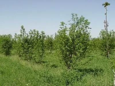 توزیع۲۵۰ هزار اصله نهال درختان جنگلی درهمدان
