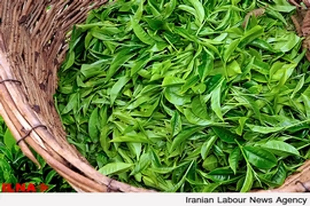 خشکسالی و کاهش تولید چای استان گیلان