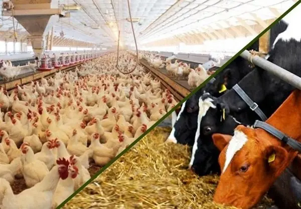 زنجیره بخش دام و طیور باید تقویت شود/ سود بیثباتی کشاورزی به جیب دلالان می رود
