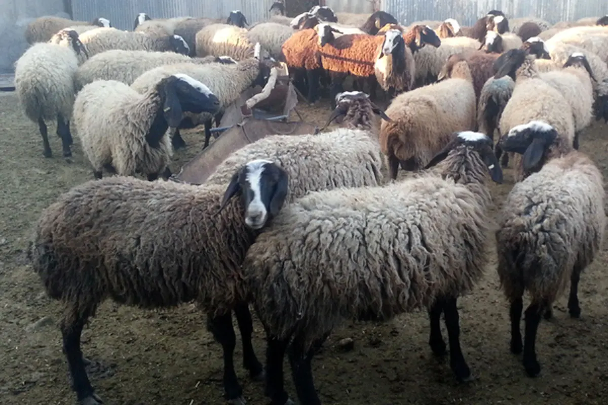 لطمات جبران ناپذیر ذبح بره مولد/ بره ماده ارزان تر از بره نر فروخته می شود