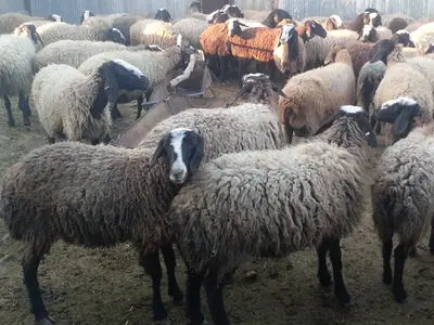 لطمات جبران ناپذیر ذبح بره مولد/ بره ماده ارزان تر از بره نر فروخته می شود
