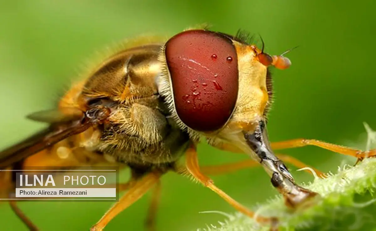 حشرات خیس به روایت تصویر 