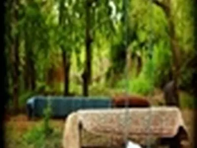 بوته کاری و تولید نهال در ۵ هزار هکتار از مراتع ماهنشان