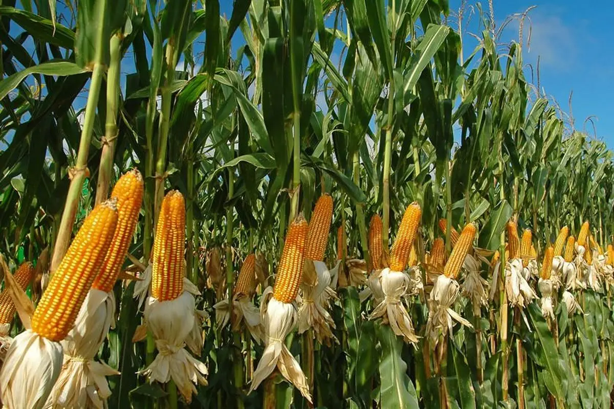 خسارت چهار میلیارد تومانی سرما به مزارع ذرت جوین/ تولید ۱۳۰ هزار تن خیار گلخانه ای در این شهرستان