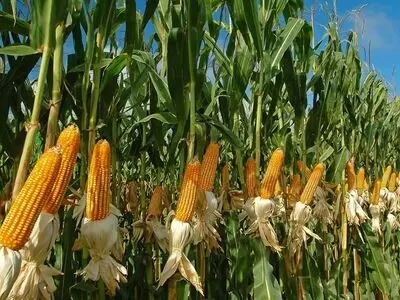 خسارت چهار میلیارد تومانی سرما به مزارع ذرت جوین/ تولید ۱۳۰ هزار تن خیار گلخانه ای در این شهرستان