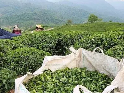 نیمی از مطالبات چایکاران کشور پرداخت شد