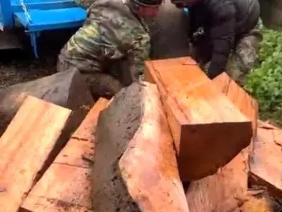 برخورد قاطع دادستانی آمل با قاچاقچیان چوب‌آلات جنگلی 