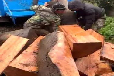 برخورد قاطع دادستانی آمل با قاچاقچیان چوب‌آلات جنگلی 