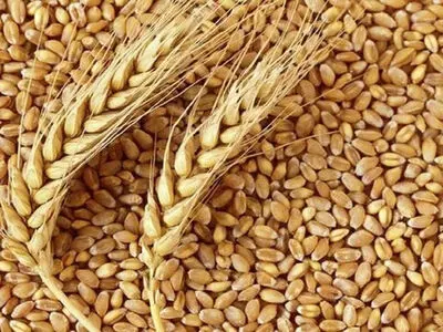 هدف‌گذاری برای خرید 536 هزار تن بذر گندم/ ضرورت افزایش یارانه بذر غلات