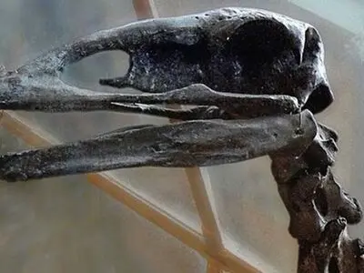 بزرگ‌ترین پرنده جهان کور بود