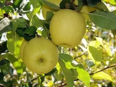 ۹۶ هزار تن محصولات باغی میانه به ویژه سیب از بین رفت
