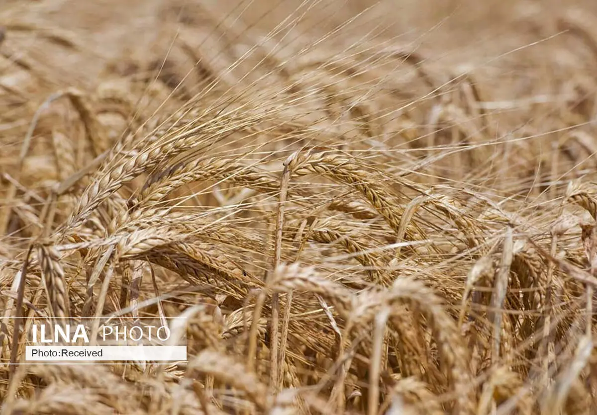 بیش از ۱۵۵ هزار تن جو در قزوین تولید می‌شود