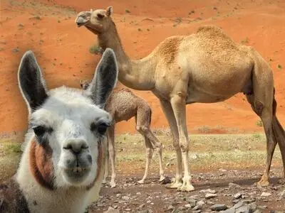 خون شتر می تواند کلید درمان آلزایمر باشد