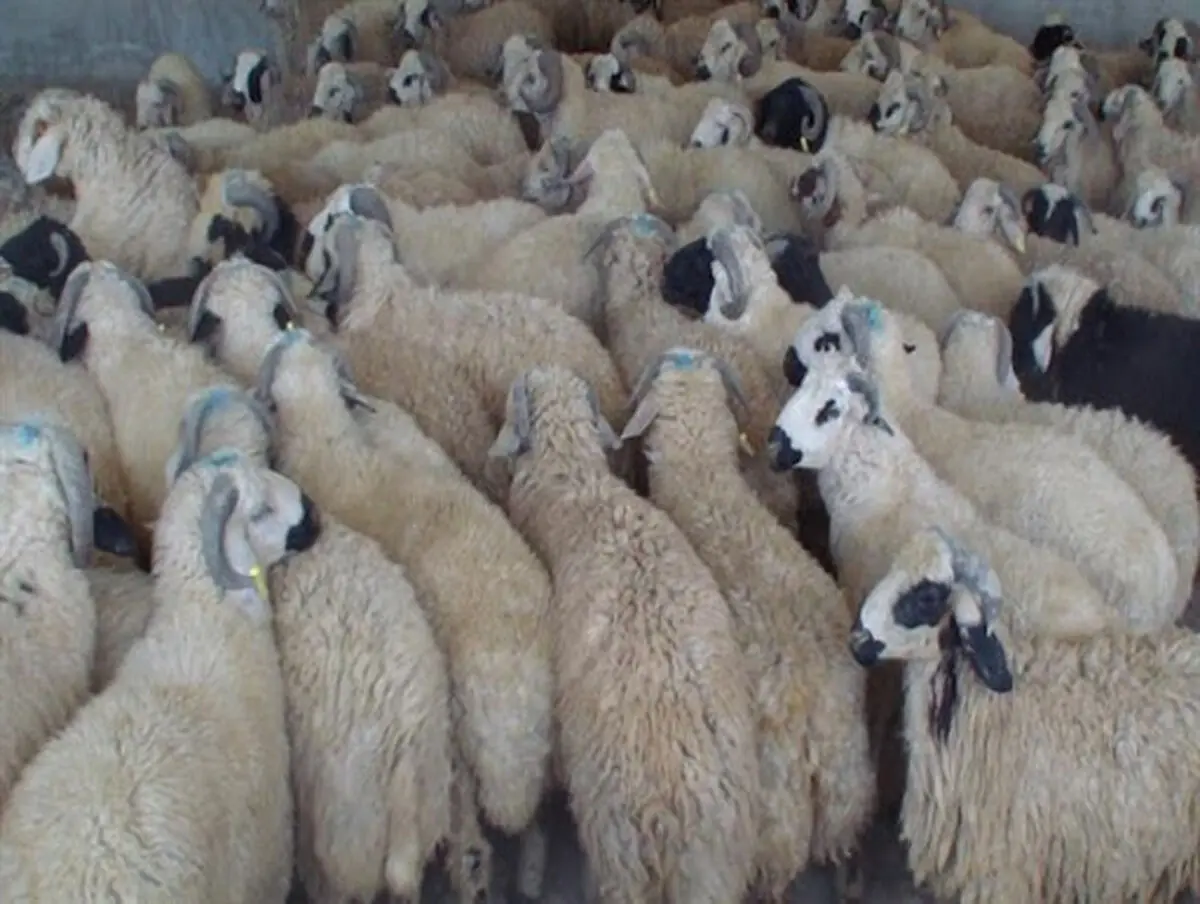 کشف میلیاردی احشام قاچاق در نیشابور