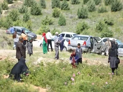 عطر گل محمدی در دراک شیراز طنین‌انداز شد