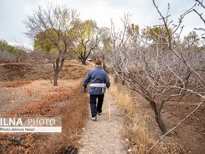 باغستان سنتی؛ میراث کهن مردم قزوین 