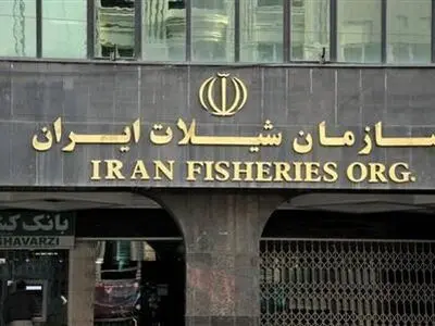 توضیحات سازمان شیلات درباره "صید غیرمجاز کوسه ماهیان" 