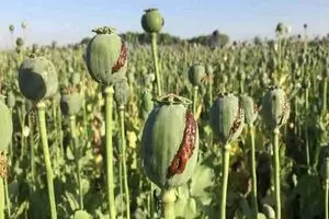 کاهش منابع خشخاش تهدیدی برای داروسازی ایران

