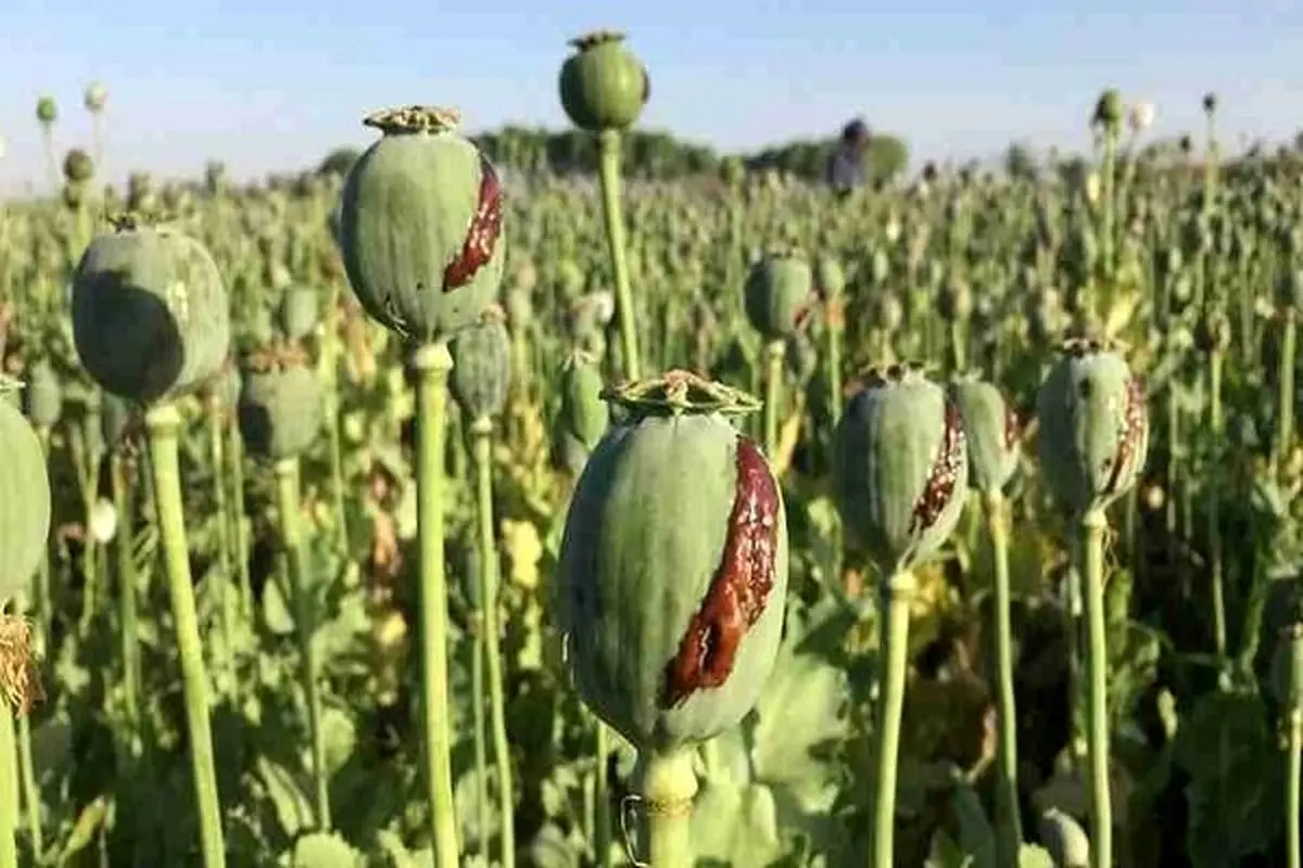 کاهش منابع خشخاش تهدیدی برای داروسازی ایران

