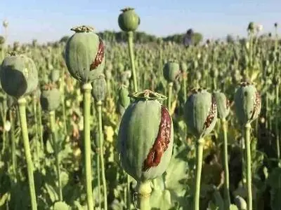 کاهش منابع خشخاش تهدیدی برای داروسازی ایران

