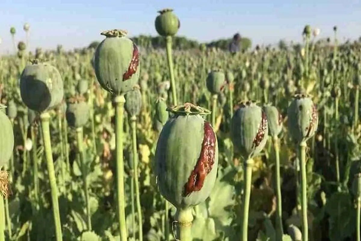 کاهش منابع خشخاش تهدیدی برای داروسازی ایران

