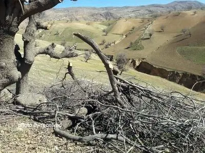 افزایش روند تخریب جنگل‌های بلوط در خوزستان/ هرس درختان، بهانه سوداگران ذغال+ تصاویر