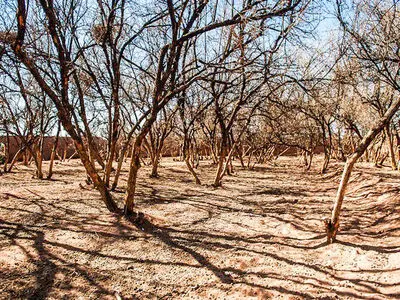 مدیریت برخی مسئولان سبب شده تا باغ‌های استان به دلیل خشکسالی از بین برود