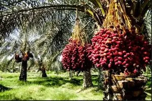 باغداران جنوب کرمان در محاصره خشکسالی و تصمیمات ناگهانی/خرما روی دست کشاورزان ماند