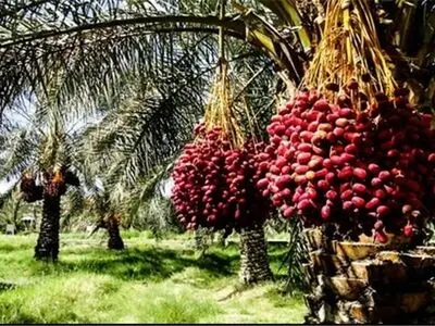 باغداران جنوب کرمان در محاصره خشکسالی و تصمیمات ناگهانی/خرما روی دست کشاورزان ماند