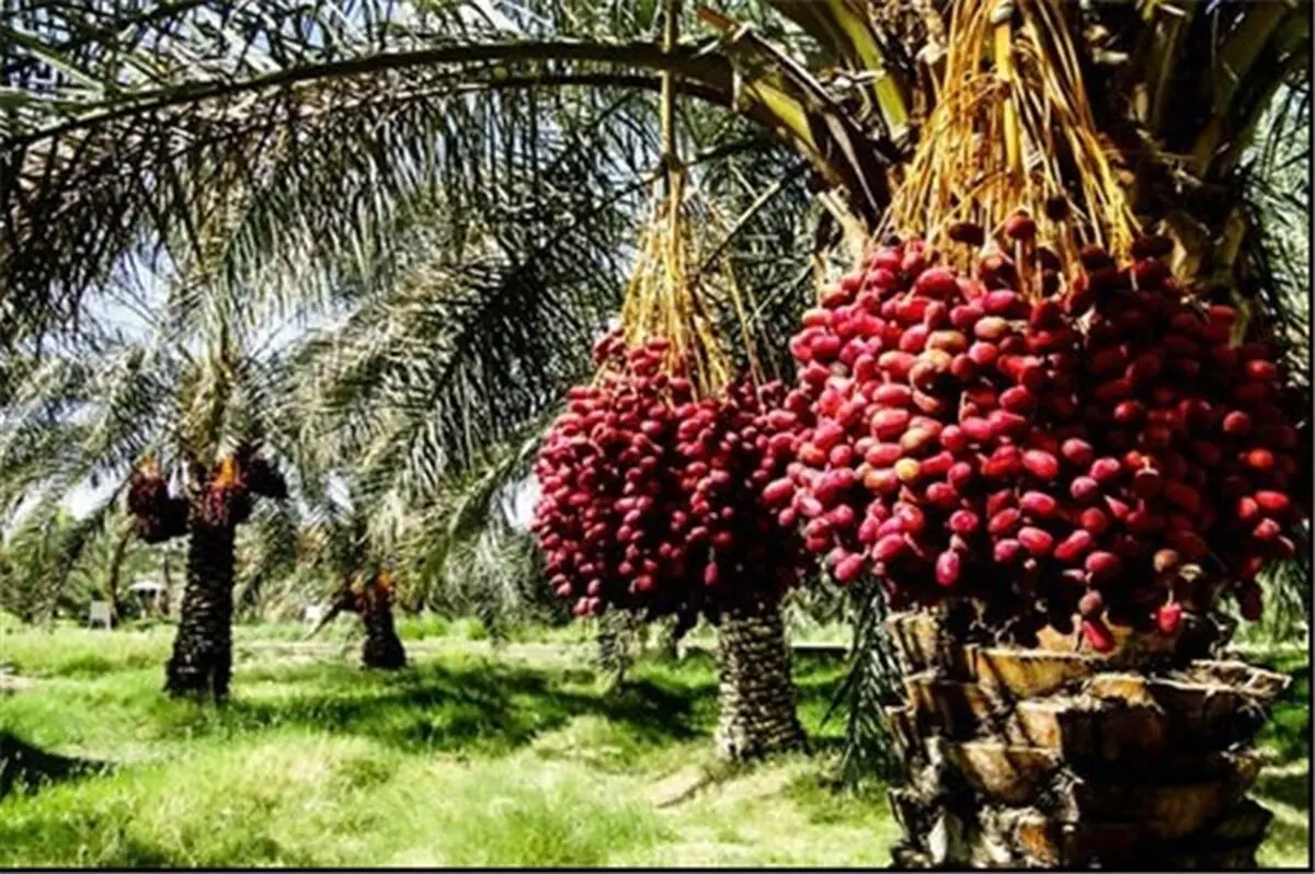 افزایش بیش از ۱.۵ تنی تولید خرما در قطب‌های تولید/ نیاز به تعریف بازارهای جدید صادراتی خرما داریم