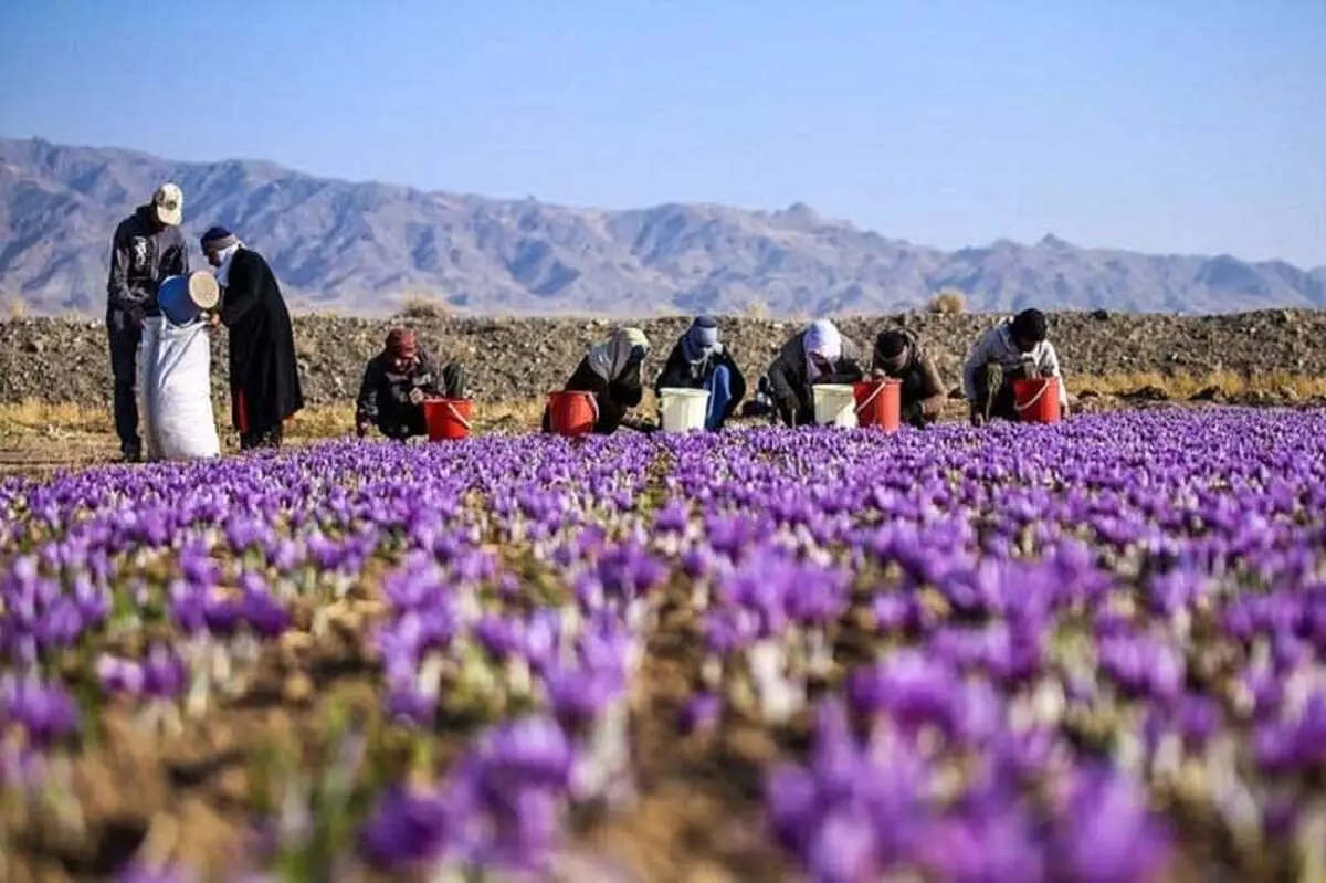 بازار زعفران در سیطره افراد گمنام با پول‌های کثیف/ کمبود محصول صحت ندارد