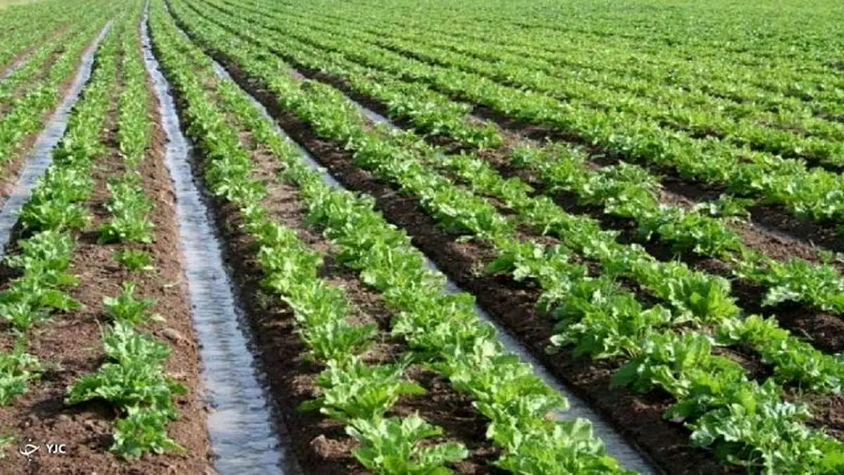 کشت‌ بهاره در آذربایجان غربی آغاز شد