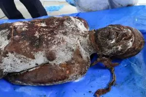 پیکر اسرای شهید غزه این‌گونه بازگردانده شدند