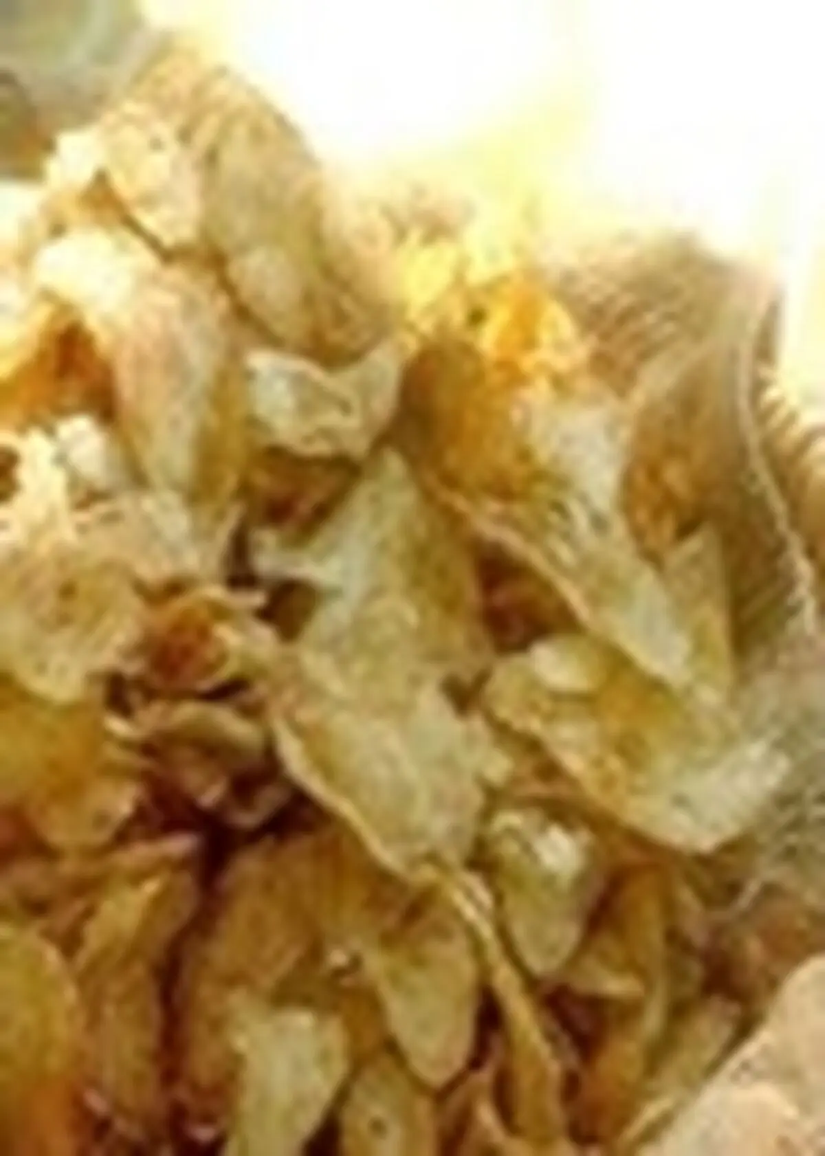 پلمب کارگاه تولید چیپس در یک گاوداری متروکه