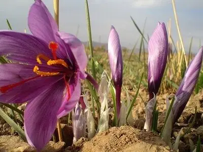 صادرات ایران من الزعفران تسجل نموا بنسبة 25 بالمئة