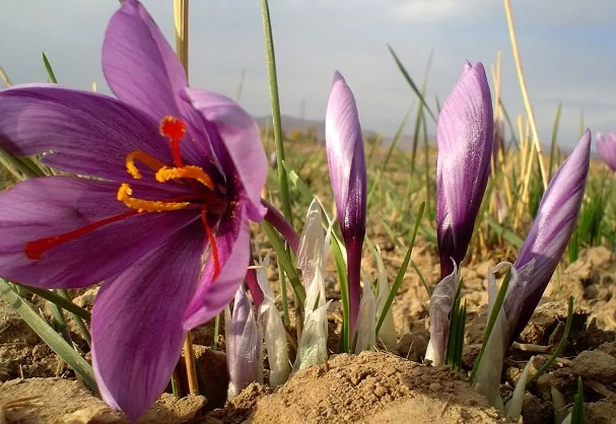 صادرات ایران من الزعفران تسجل نموا بنسبة 25 بالمئة