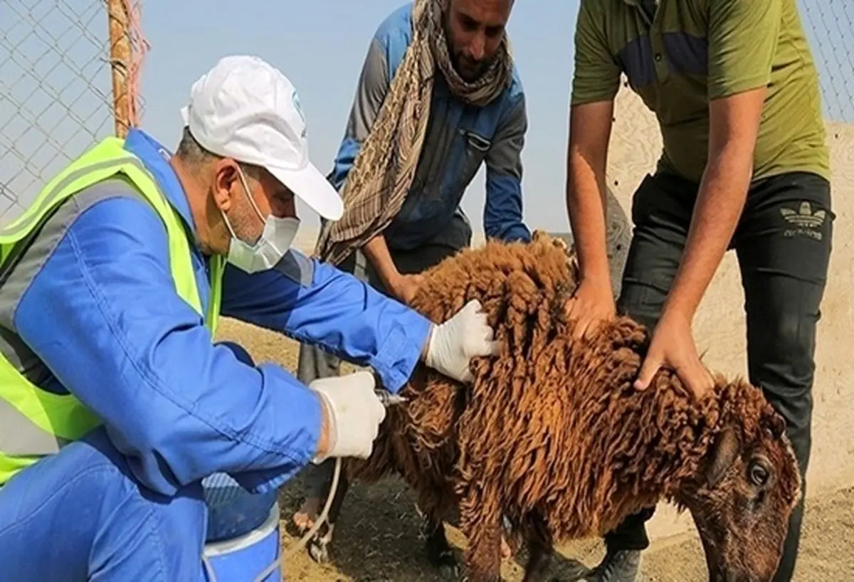 گیلانی‌ها دام نذری خود را از مراکز مجاز تهیه کنند 