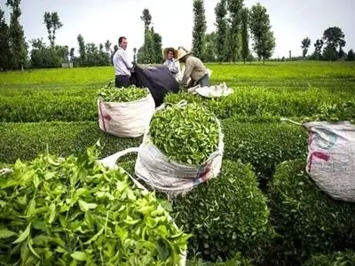 تولید سالانه بیش از هزار تن چای خشک در شفت