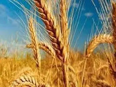 لزوم سمپاشی به موقع مزارع برای مقابله با بیماری‌های گندم