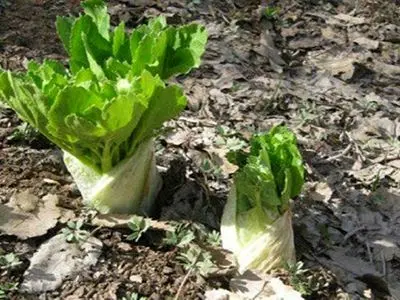 کلوس در آستانه انقراض / گیاه دارویی بومی کرفس کوهی در خطر حذف از چرخه طبیعت