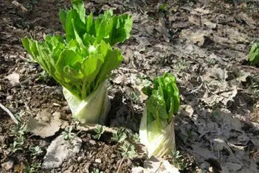 کلوس در آستانه انقراض / گیاه دارویی بومی کرفس کوهی در خطر حذف از چرخه طبیعت