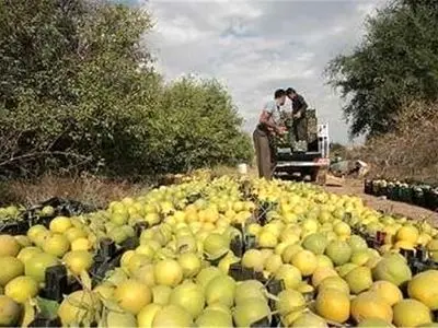 خسارت 627 میلیارد تومانی سرمازدگی با محصولات باغی استان زنجان 