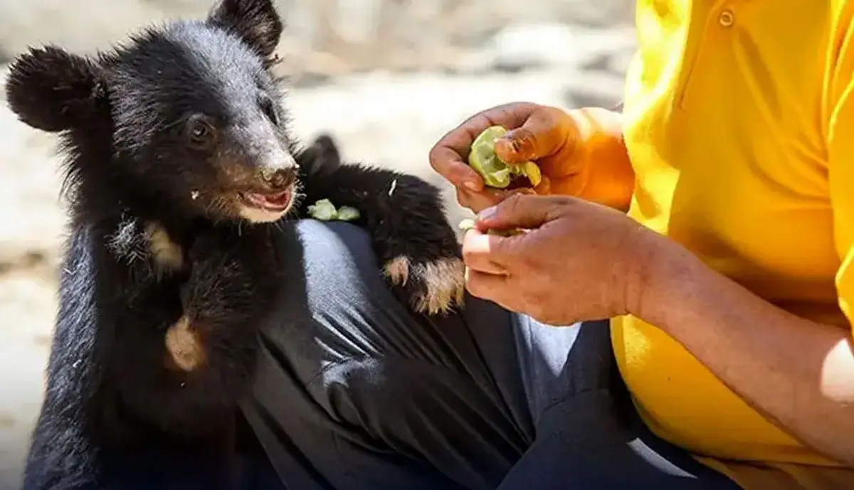 حیوانات پردیسان به باغ‌ وحش‌ها فروخته می‌شوند