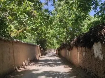  باغات قصردشت شیراز سند تک برگ می گیرند