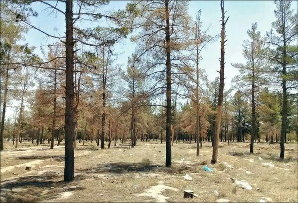 خشک شدن ۳ هزار درخت پارک جنگلی تربت جام/ احیای پارک با مدیریت منابع طبیعی