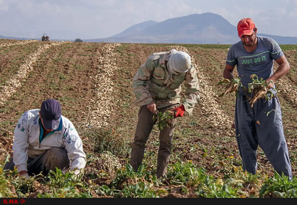 کارگران اسوه ایران برای خرج زندگی چغندر می‌چینند 