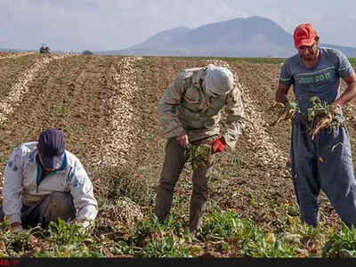 کارگران اسوه ایران برای خرج زندگی چغندر می‌چینند 