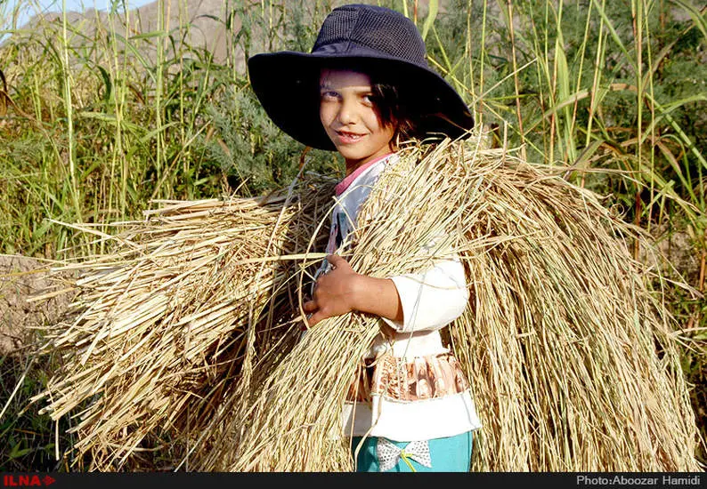 آخرین برداشت خوشه های طلایی برنج در "روستای پارودبار"رودبار گیلان